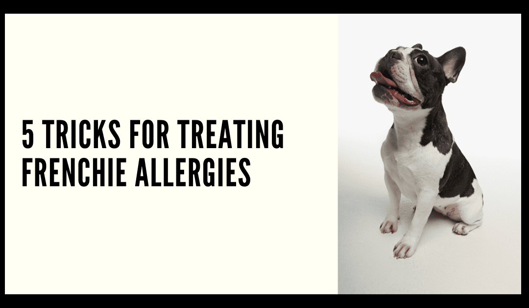 5 TRICKS FOR TREATING FRENCHIE ALLERGIES