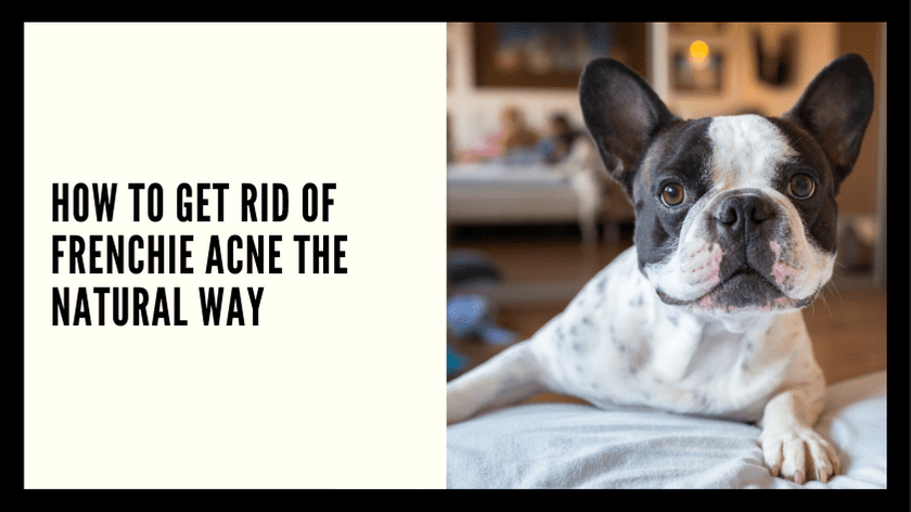 How to get Rid of French Bulldog Acne the Natural Way