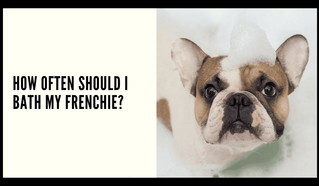 How Often Should I Bath my Frenchie