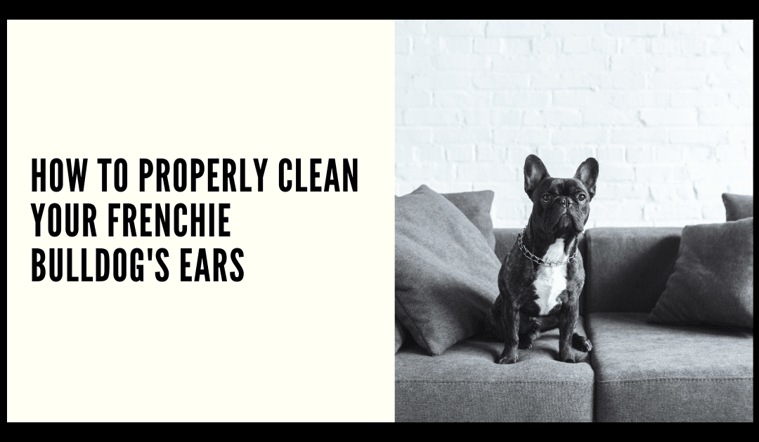 HOW TO PROPERLY CLEAN YOUR FRENCHIE’S EARS