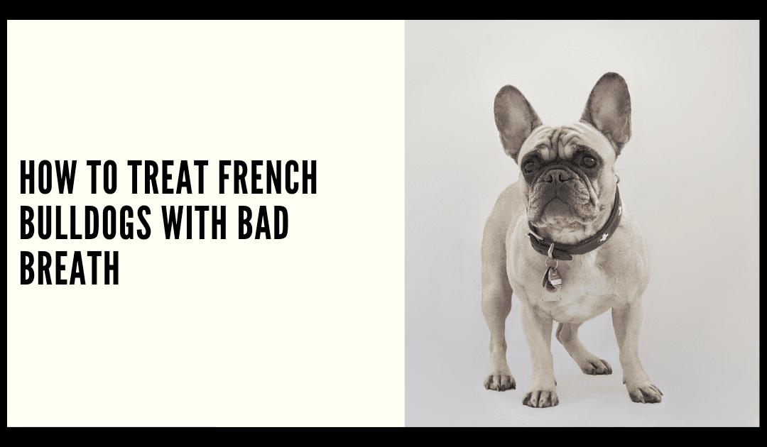 How to Treat French Bulldogs with Bad Breath