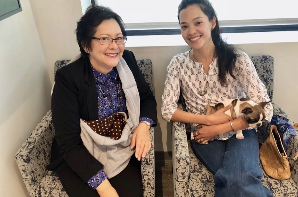 French Bulldog Therapy Dog