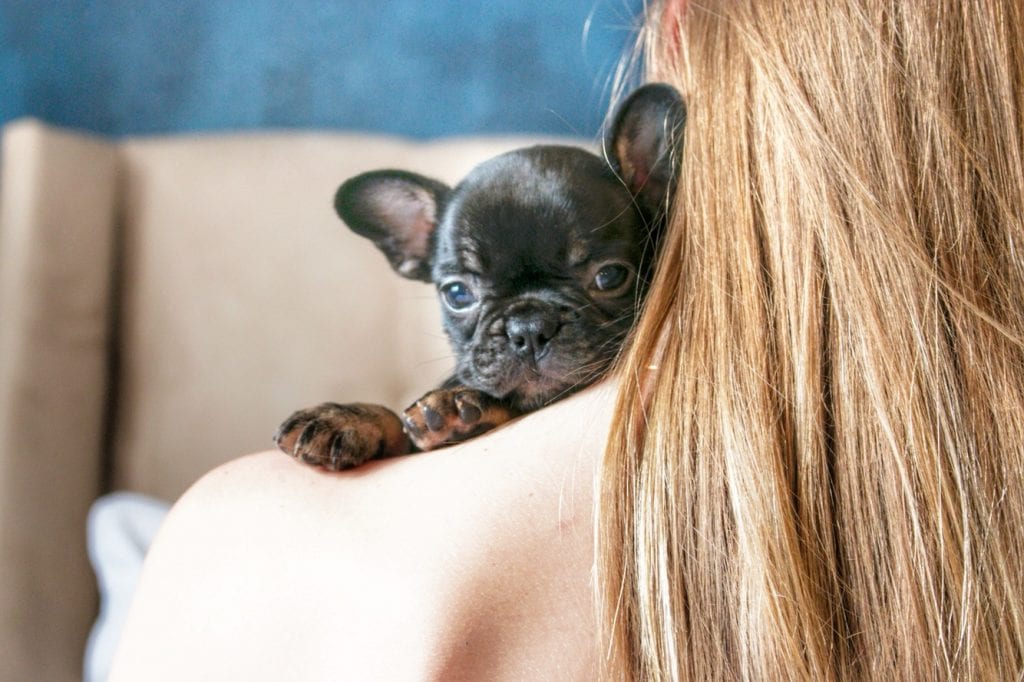 french bulldog puppy on shoulders with cracked paws - french bulldog texas
