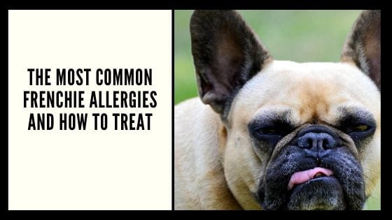 The Most Common Frenchie Allergies and How to Treat