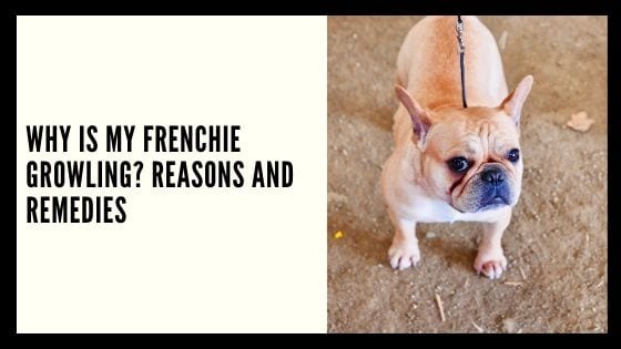 Why Is My Frenchie Growling? Reasons and Remedies