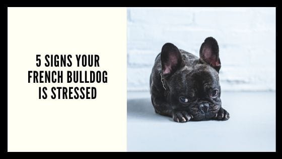 5 Signs Your French Bulldog Is Stressed
