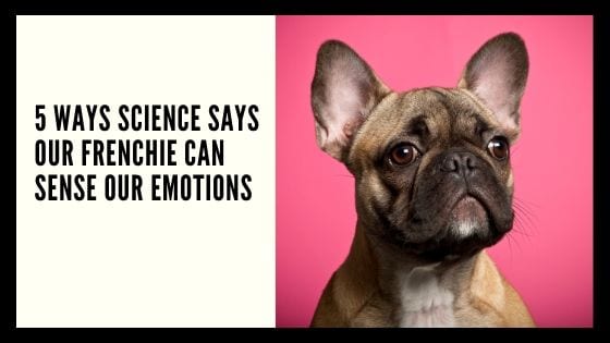 5 Ways Science Says Our Frenchie Can Sense Our Emotions