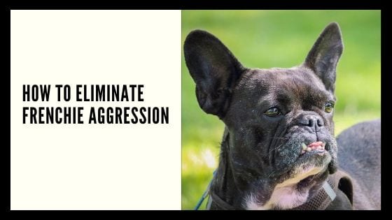 How to Eliminate Frenchie Aggression
