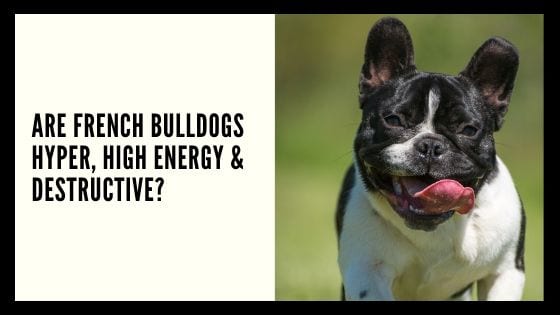 Are French Bulldogs Hyper, High Energy & Destructive?