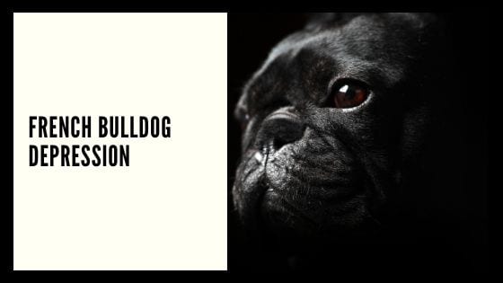 Is My French Bulldog Depressed?