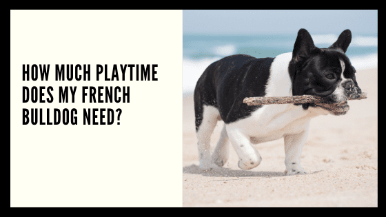 How much playtime does my French Bulldog need?