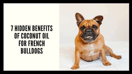 7 Hidden BENEFITS of Coconut Oil for French Bulldogs