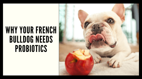 Why Your French Bulldog Needs Probiotics