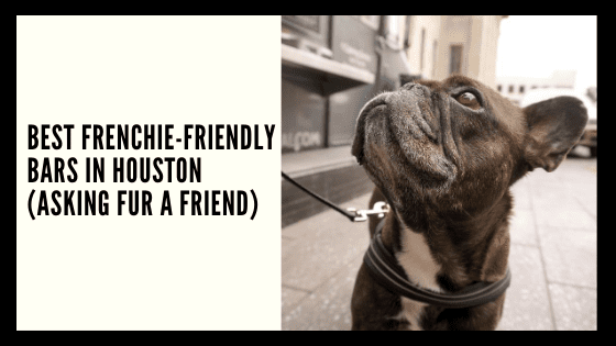 Best Frenchie-Friendly Bars in Houston (asking FUR a friend)