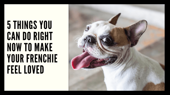 5 Things You Can Do Right Now to Make Your Frenchie Feel Loved