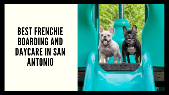 Best Frenchie Boarding and Daycare in San Antonio
