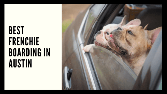 Best Frenchie Boarding in Austin