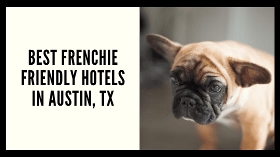 Best Frenchie Friendly Hotels in Austin, Texas