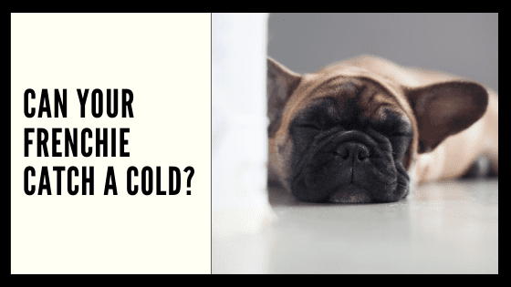 Can Your Frenchie Catch a Cold?