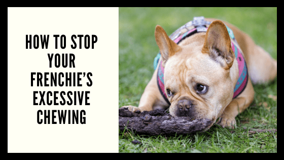 How to Stop Your Frenchie’s Excessive Chewing