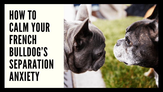 How to Calm Your French Bulldog’s Separation Anxiety