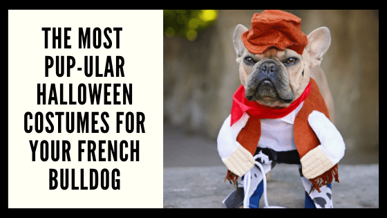 The Most Pup-ular Halloween Costumes for Your French Bulldog