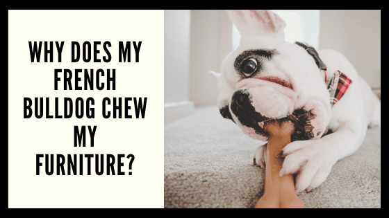 Why Does My French Bulldog Chew My Furniture?