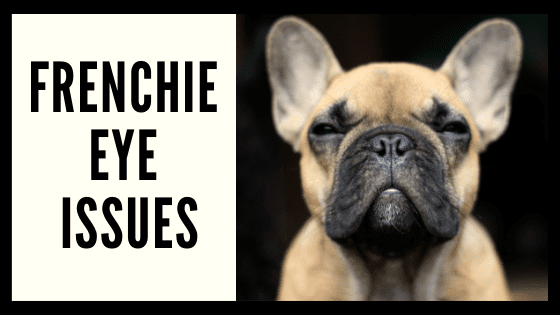 Frenchie Eye Issues