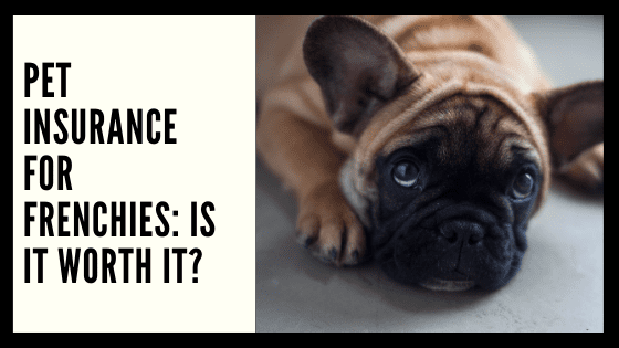 Pet Insurance for Frenchies: Is It Worth It?