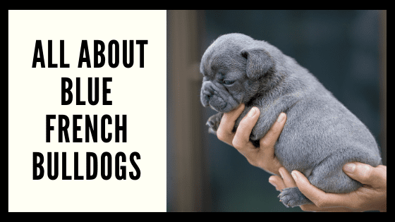All About Blue French Bulldogs