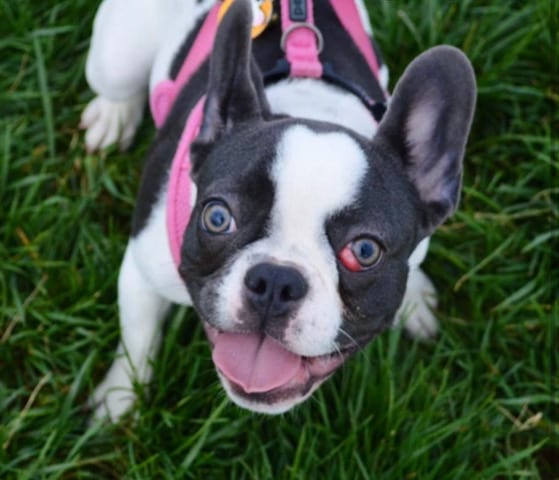 French bulldog puppy red hot sale eyes