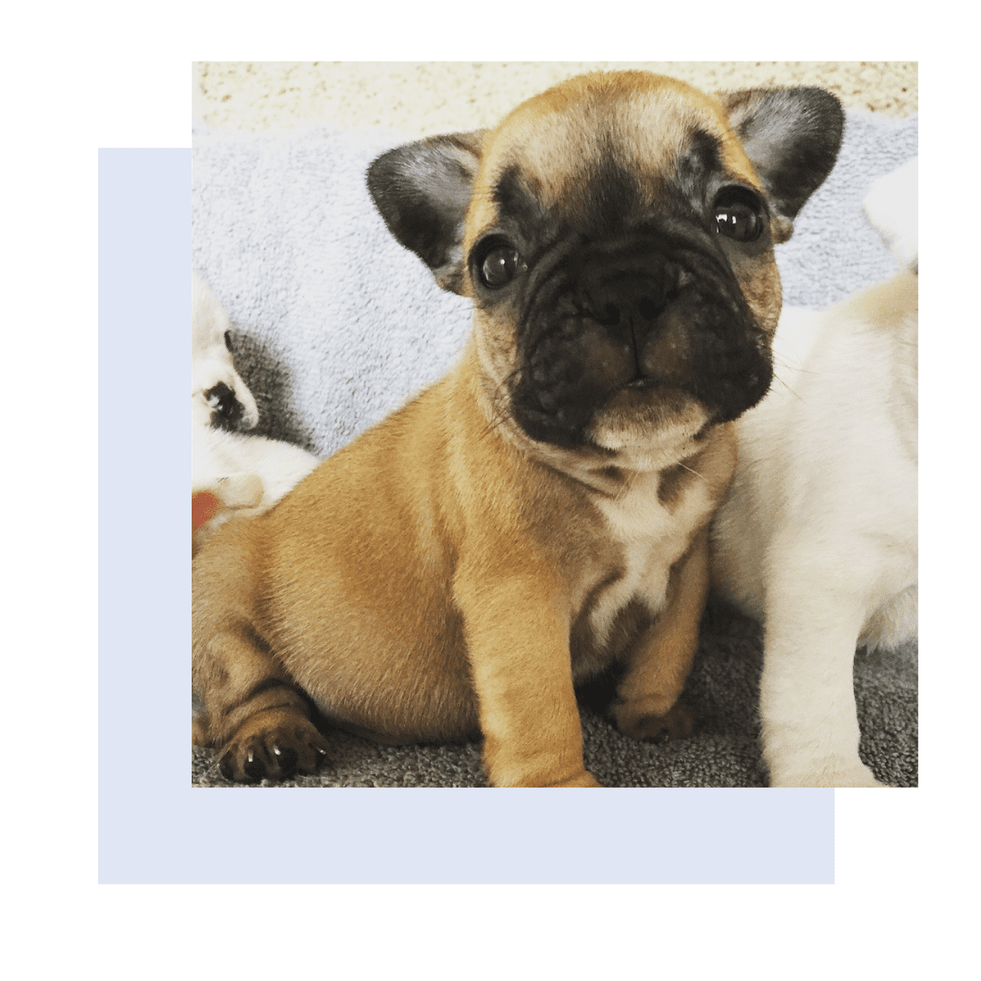 French bulldog bulldog