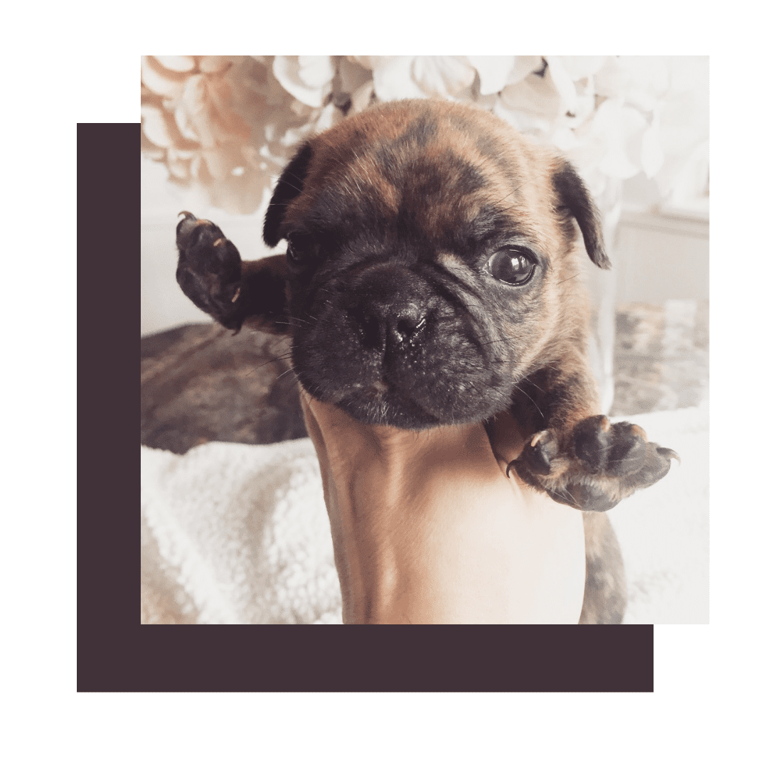 French bulldog bulldog