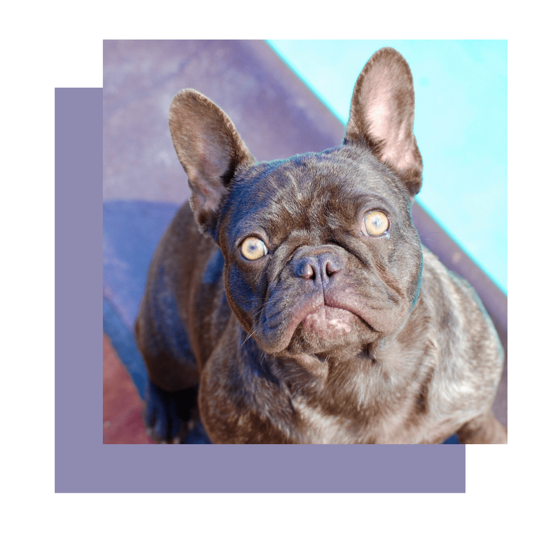 french bulldog bulldog
