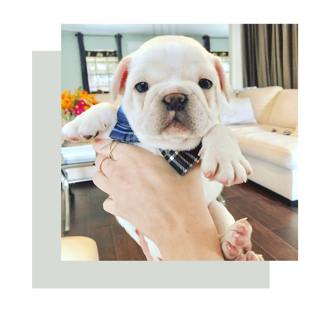 French bulldog bulldog