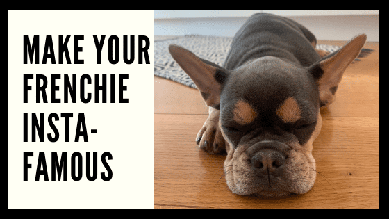 Make Your Frenchie Insta-Famous