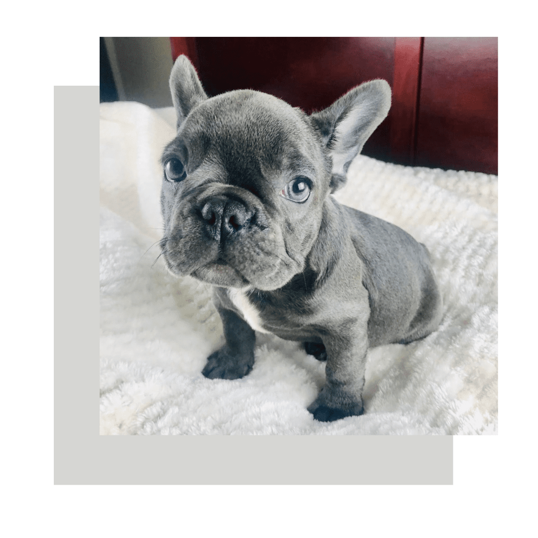 French bulldog bulldog