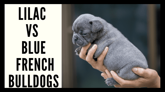 Lilac VS. Blue French Bulldogs