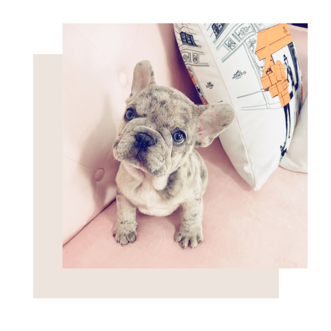 Tiger french bulldog for hot sale sale