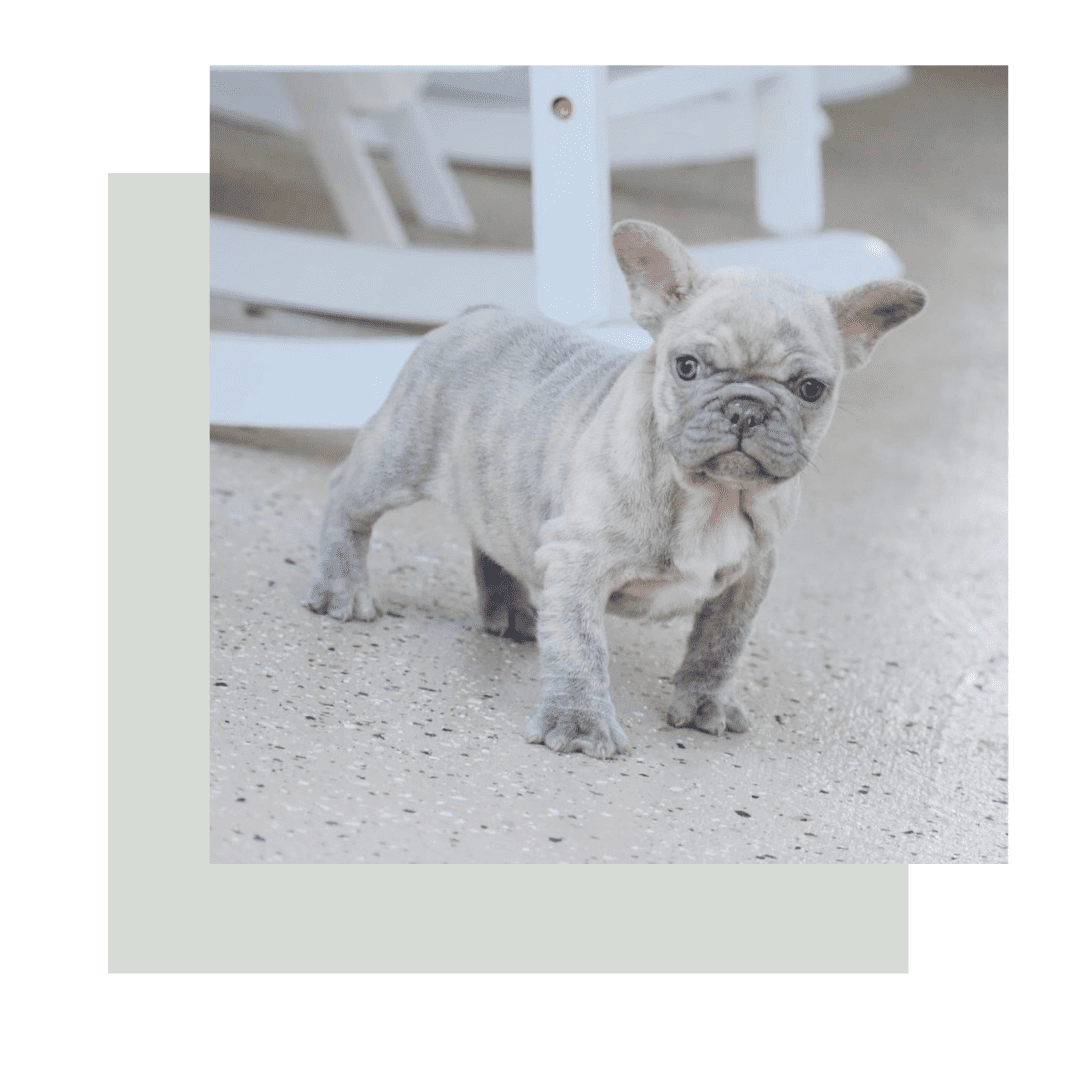 French bulldog bulldog