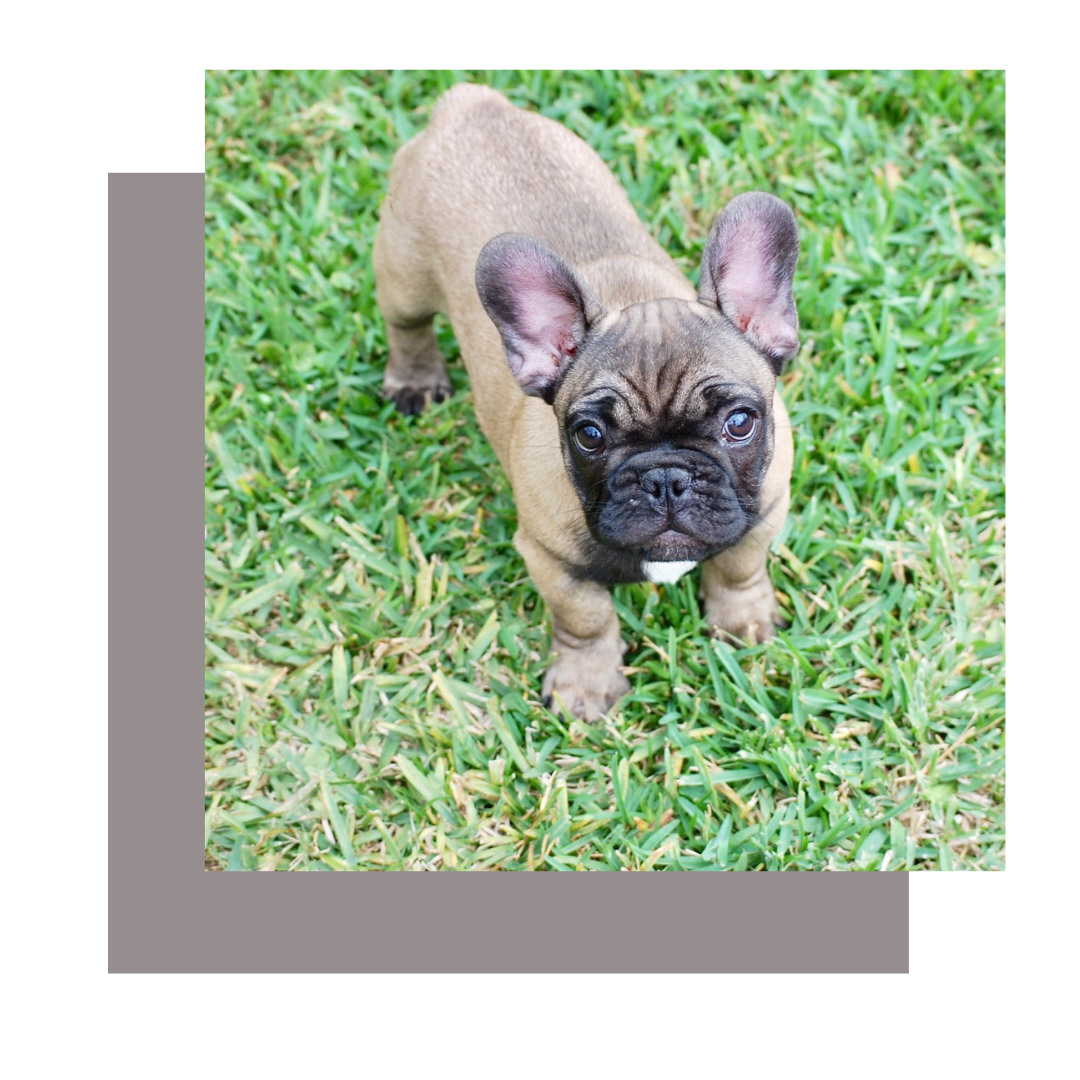 French bulldog bulldog