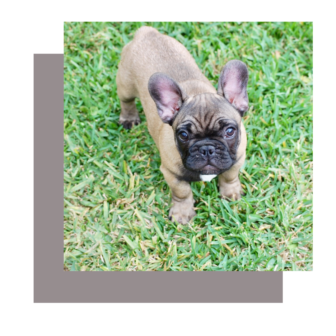 Dark sable french store bulldog