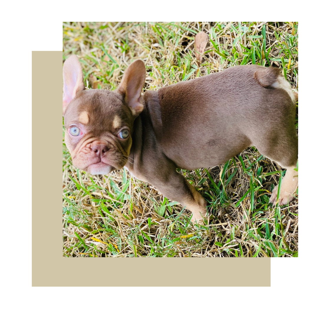 Chocolate cream french store bulldog