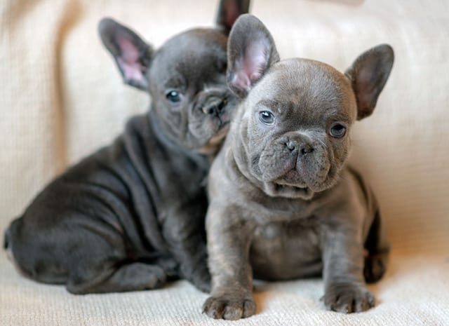 blue French bulldog and lilac French bulldog