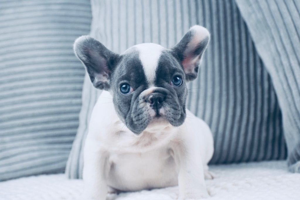 French Bulldog Colors & Patterns - French Bulldog Texas