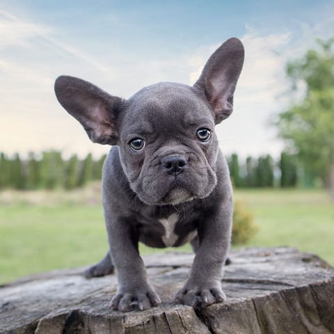 how much does a blue french bulldog cost