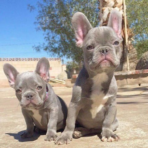 lilac French bulldog puppies and blue French bulldog puppies