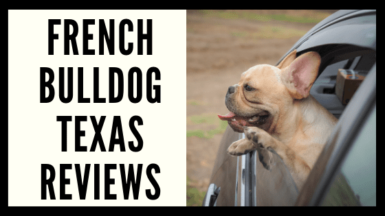 French Bulldog Texas Reviews