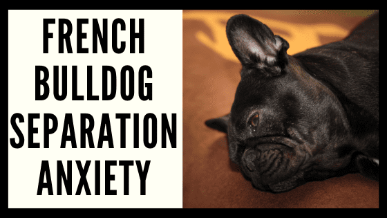 Separation Anxiety in French Bulldogs