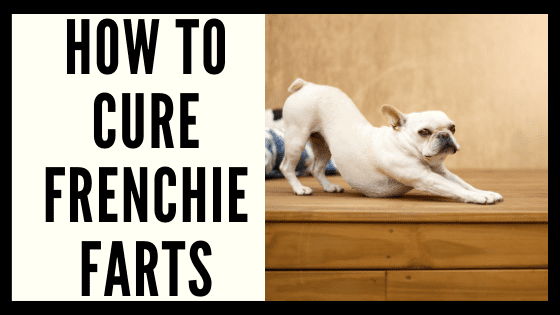 How to Cure Frenchie Farts